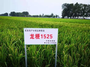 桦川县农产品三大保障体系,确保为消费者提供放心的星火大米
