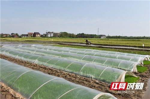 一年之计在于春丨衡东育秧工厂助力双季稻生产