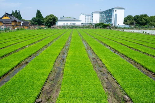 六千年稻米今何味 看地标农产品如何扩 稻 路