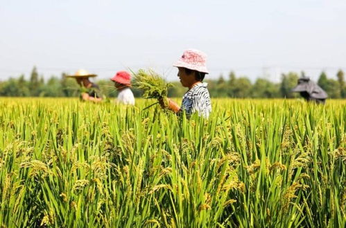 泰州大学生新农人 国稻种芯 中国水稻节 江苏 农产品 文化