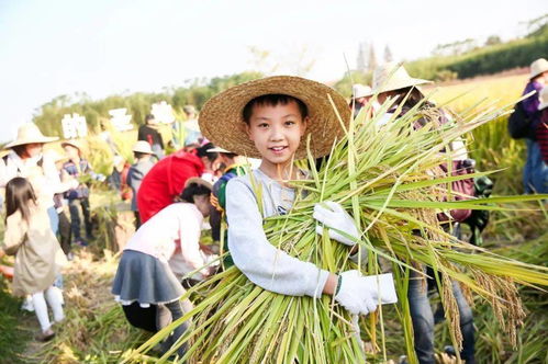 良渚古城稻谷收割啦 遗址公园邀您一起来体验5000年稻作文明